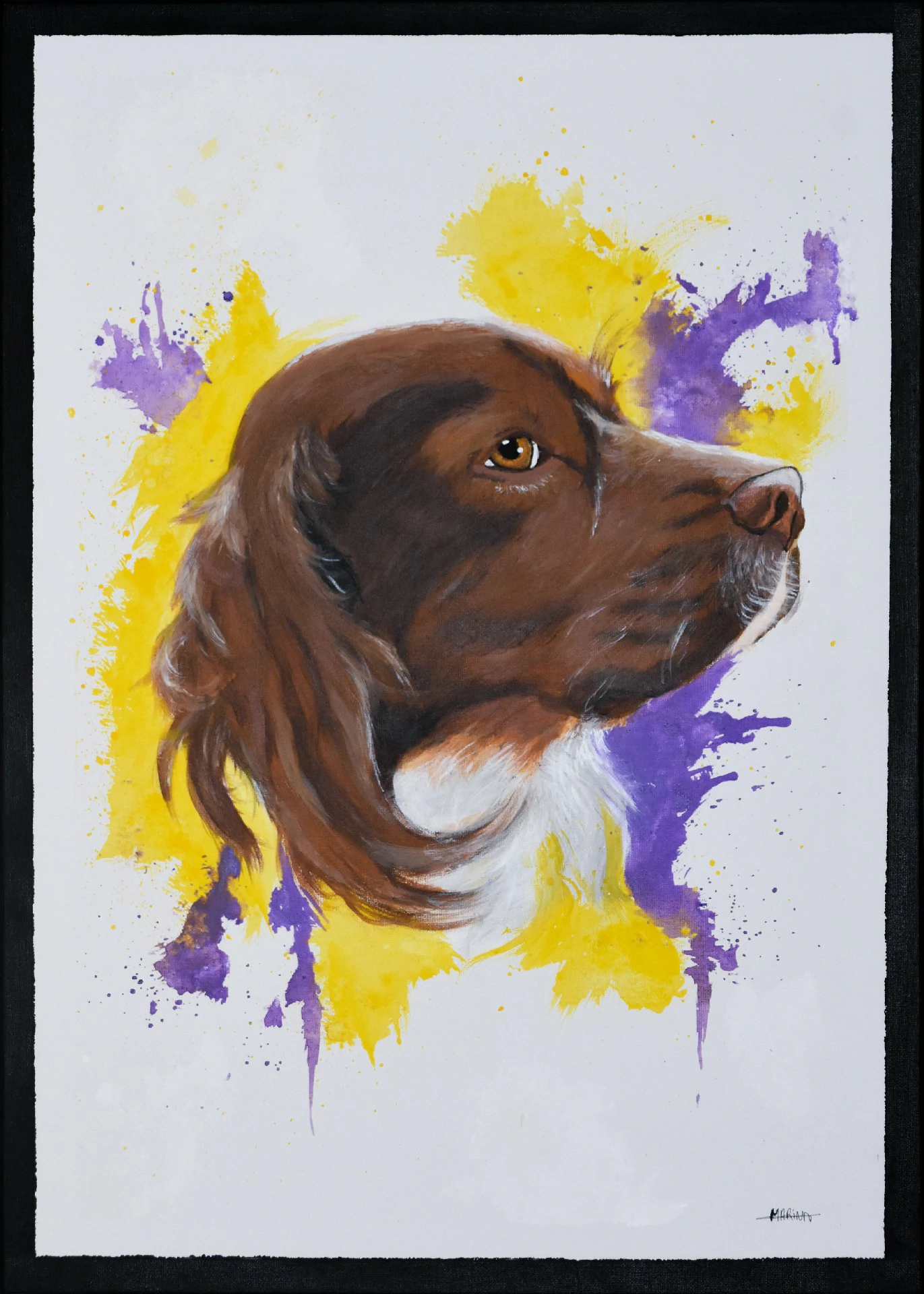 Peinture Paco 50x70cm • Commande privée • Juillet 2025 Peinture acrylique d'un Épagneul breton brun et blanc sur un fond éclaboussé de violet et jaune